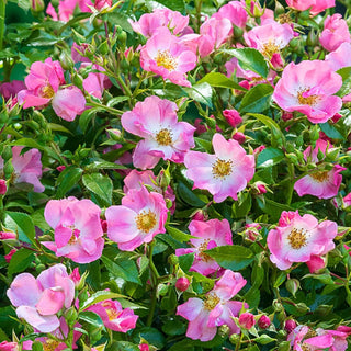 Forever Ever Pink Rose Shrub