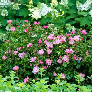 Forever Ever Pink Rose Shrub