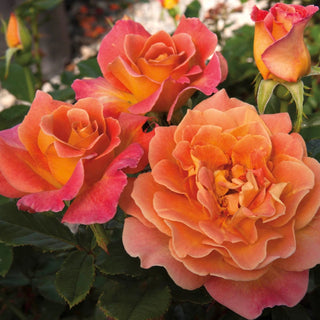 Rosie The Riveter Floribunda Rose