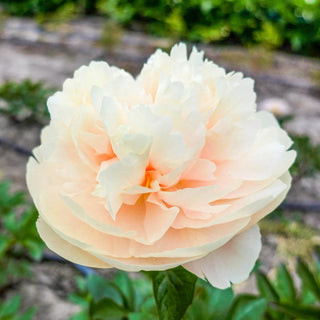 Pastelelegance Peony