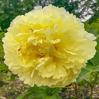 Sonoma Halo Itoh Peony