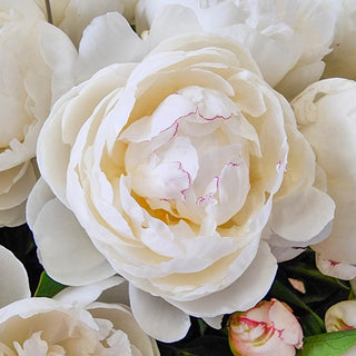 Snow Mountain Peony