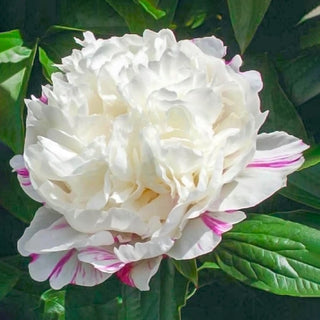 Eskimo Pie Peony