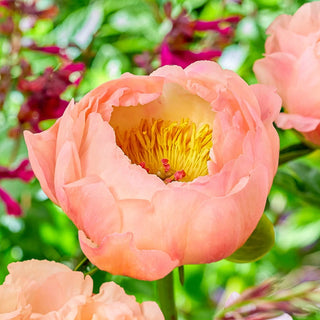 Kingsday Peony