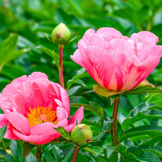 Lovely Rose Peony