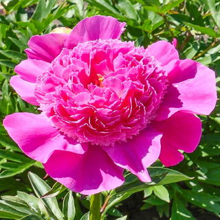 Pink Pom Pom Peony