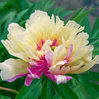 Lemon Dream Itoh Peony