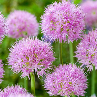 Rosy Allium Dream