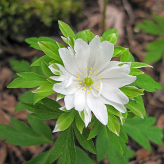 Green Collar Anemone Wood