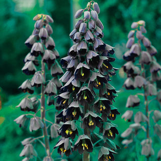 Persica Fritillaria