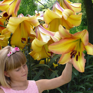 Rising Moon Tree Lily