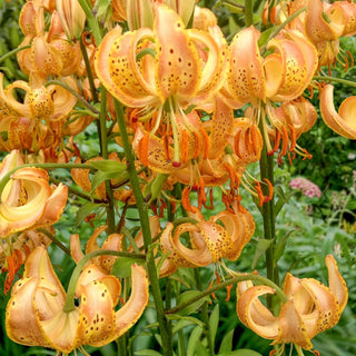 Peppard Lily Gold