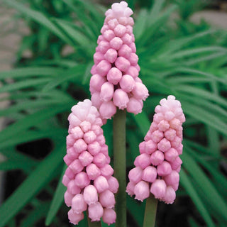 Pink Hyacinth Grape