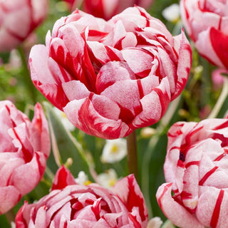 Carnaval Tulip Sweet