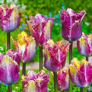 Colour Tulip Fusion