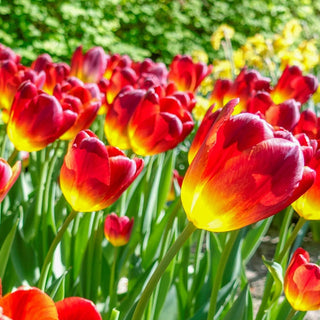 Amber Tulip Glow