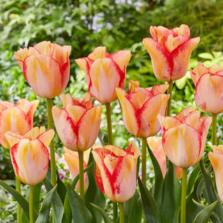 Beauty Tulip Dream