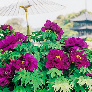 Tree Peonies