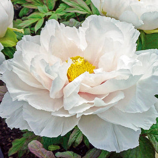 Renkaku Tree Peony