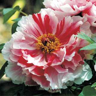 Shimanishiki Tree Peony