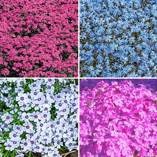 Carpet Collection Phlox