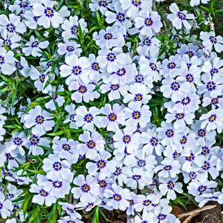 Carpet Collection Phlox