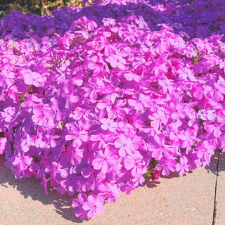 Carpet Collection Phlox