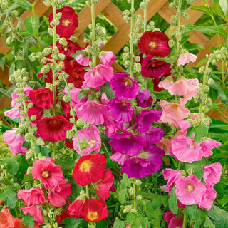 Hollyhocks