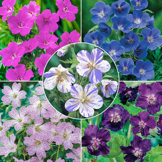 Everblooming Hardy Collection Geranium