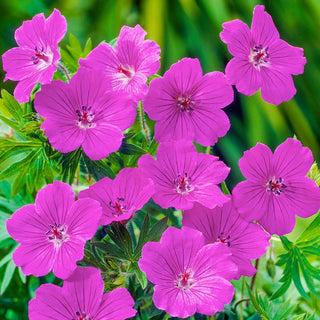 Everblooming Hardy Collection Geranium