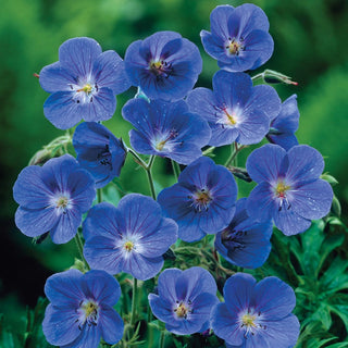 Everblooming Hardy Collection Geranium