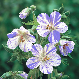 Everblooming Hardy Collection Geranium