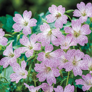 Everblooming Hardy Collection Geranium