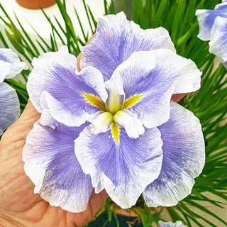 Ice Cream Dinner Plate Japanese Iris