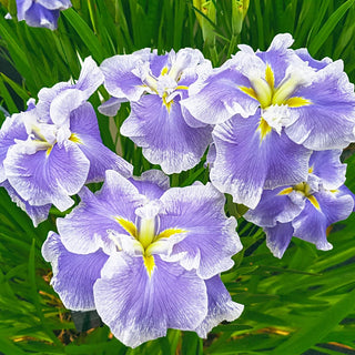 Ice Cream Dinner Plate Japanese Iris