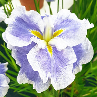 Ice Cream Dinner Plate Japanese Iris