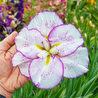 Tiramisu Dinnerplate Japanese Iris