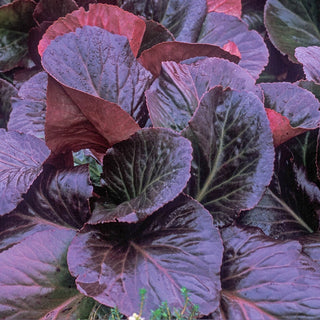 Bressingham Ruby Bergenia