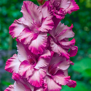 Lavender Blaze Gladiolus