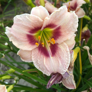 Blueberry Vanilla Daylily