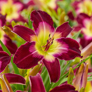 Longfields Model Daylily