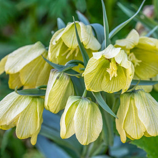 Fritillaria Siberian