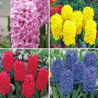 Perfumed Mosaic Hyacinth Collection