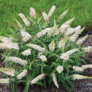 Jumbo White Profusion Butterfly Bush