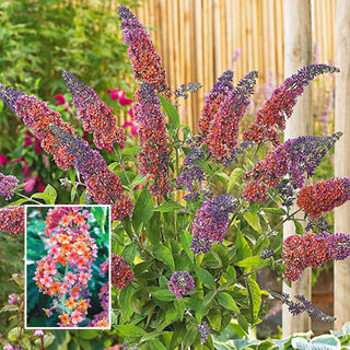 Jumbo Kaleidoscope Butterfly Bush