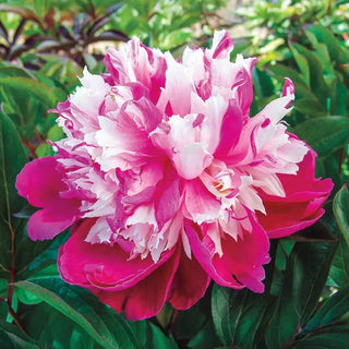 Daydream Peony