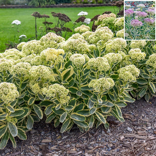 Frosted Fire Sedum