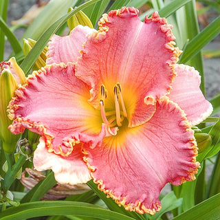 Heavenly Pink Fang Daylily