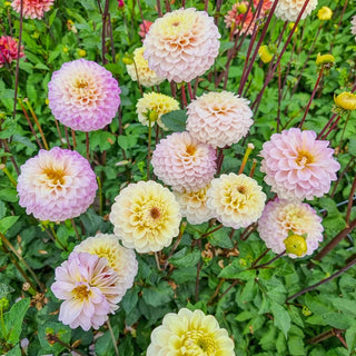 Bolt Giant Ball Dahlia