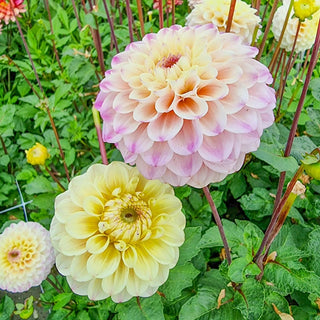 Bolt Giant Ball Dahlia